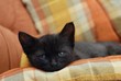 Kitty in pillows