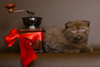 Kitten with a grinder and red bow. Kitten with a grinder and red bow.