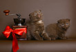 Two brown Scottish fold kitten Two brown Scottish fold kitten