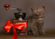 Kitten with a grinder. Kitten with a grinder.