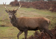 Stag Deer in England Stag Deer in England