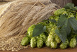 hops with barley