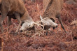 Deer Fighting Deer Fighting