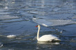 Schwan auf Eisscholle