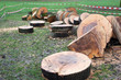 Foto: gefaellt gefaellt