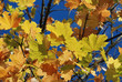 Tree in autumn colours