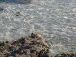 L'oiseau et la mer no 2 L'oiseau et la mer no 2
