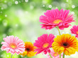 Nature romance Nature romance