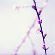 Foto: Spring greetings with peach blossoms Spring greetings with peach blossoms