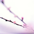 Foto: Spring greetings with peach blossoms Spring greetings with peach blossoms