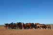 Horse herd grazing on the steppe red clay hills