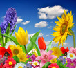 floral background