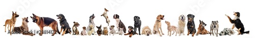 Photo: animaux de compagnie animaux de compagnie