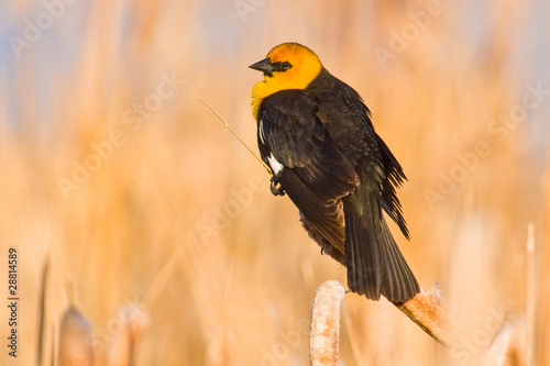 Photo: Yellow-headed Blackbird, Montana Yellow-headed Blackbird, Montana