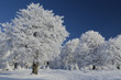 Snow tree under blue sky