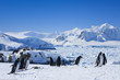 large group of penguins