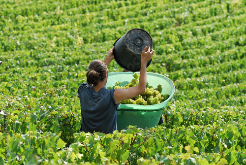Photo: VENDANGEUR VENDANGEUR