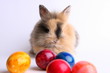 Osterhase mit Eiern