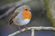 European Robin sitting on a Branch