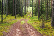 Pure forest road