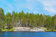 Pine forest growing on rocks