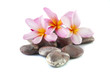 frangipani