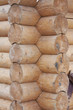 Wall of a rural log house from the fresh cut logs