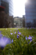 Spring meadow in front of office buildings