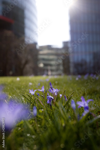 Photo: Spring meadow in front of office buildings Spring meadow in front of office buildings