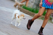 Dog walking