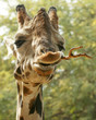 A Portrait of an African Giraffe Chewing on a Stick A Portrait of an African Giraffe Chewing on a Stick