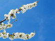 White cherry blossom