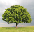 oak tree