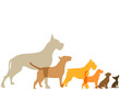 les chiens