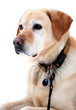 Portrait Labrador Retriever