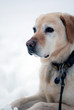 Retriever Labrador im Schnee