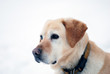 golden Retriever Portrait