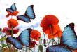 Poppis with blue butterflies