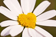 Marguerite en forme de coeur