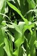 Corn Plant