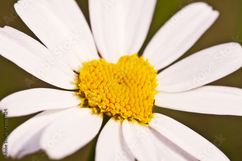 Photo: Marguerite en forme de coeur Marguerite en forme de coeur