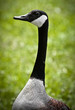 Goose Portrait