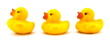 rubber duck