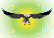 Hawk