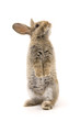 Adorable rabbit isolated on white Adorable rabbit isolated on white