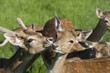 rehe im gras