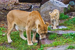 Lions family