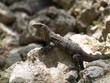 Iguana sobre piedra