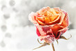 frozen rose frozen rose