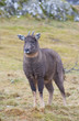 chinese goral stood up